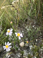 Senecio umbellatus
