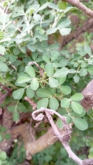 Medicago arborea