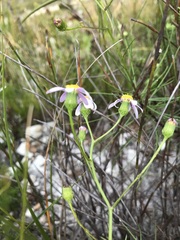 Senecio umbellatus