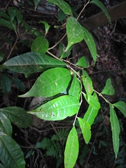 Camellia sinensis
