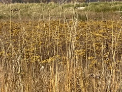 Solidago ohioensis