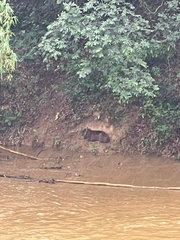 Hydrochoerus hydrochaeris