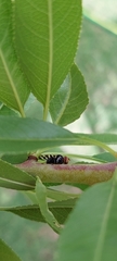 Pterotaenia fasciata