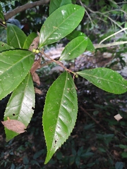 Camellia sinensis