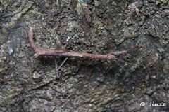 Neohirasea hongkongensis