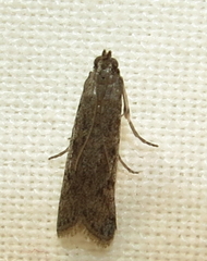 Phycitodes reliquellum