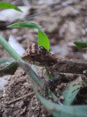 Agamidae
