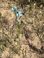 Ixia viridiflora