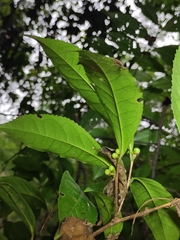 Camellia sinensis