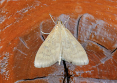 Mecyna submedialis
