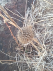 Leonotis nepetifolia