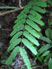 Mimosa bimucronata