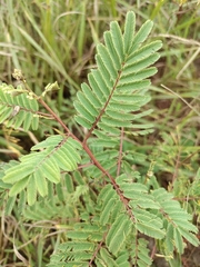 Acaciella angustissima