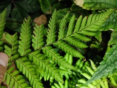 Ctenitis subglandulosa