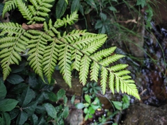 Ctenitis subglandulosa