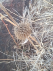 Leonotis nepetifolia