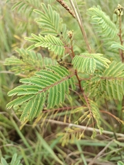 Acaciella angustissima