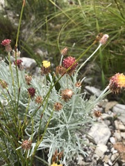 Syncarpha gnaphaloides