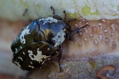 Protaetia aurichalcea