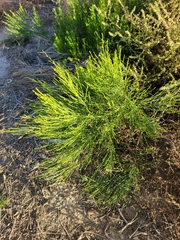 Baccharis sergiloides