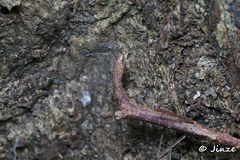 Neohirasea hongkongensis