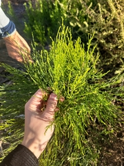 Baccharis sergiloides