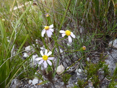 Senecio umbellatus