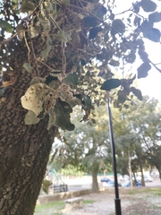 Dryomyia lichtensteinii