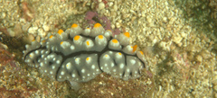 Phyllidia elegans