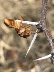 Hodotermitidae