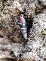 Clausiliidae