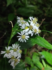 Aster ageratoides