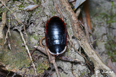 Opisthoplatia orientalis