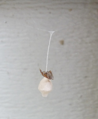 Neospintharus trigonum