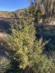 Juniperus