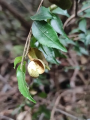 Camellia fraterna