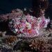 Reef Stonefish - Photo (c) Luis P. B., some rights reserved (CC BY-NC), uploaded by Luis P. B.