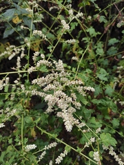 Artemisia lactiflora