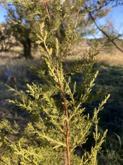 Juniperus