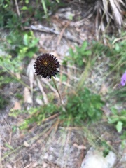 Helianthus radula
