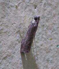 Phycitinae