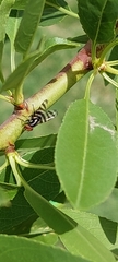 Pterotaenia fasciata