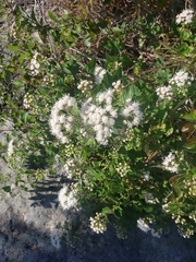 Ageratina havanensis