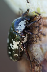 Protaetia aurichalcea