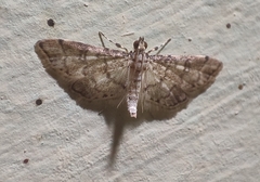 Lamprosema