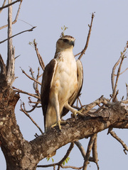 Aquila spilogaster