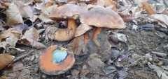 Neoboletus erythropus