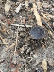 Ixodidae