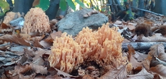 Ramaria formosa