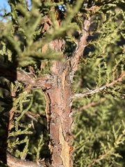 Juniperus